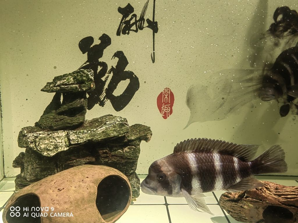 家里倆魚缸好嗎：家里擺放兩個魚缸有什么講究？ 魚缸風水 第2張