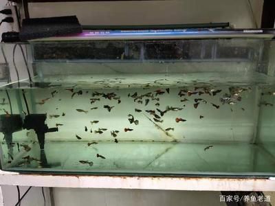 家里的魚缸怎么改善水質(zhì)不好：養(yǎng)魚與水資源保護(hù)養(yǎng)魚與水資源保護(hù)養(yǎng)魚與水資源保護(hù) 魚缸風(fēng)水 第1張