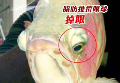 龍魚掉眼怎么手術(shù)治療的：龍魚掉眼怎么辦 龍魚百科 第1張