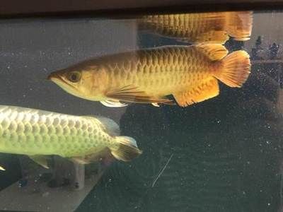 廣州本地觀賞魚：如何在家里養(yǎng)活熱帶觀賞魚