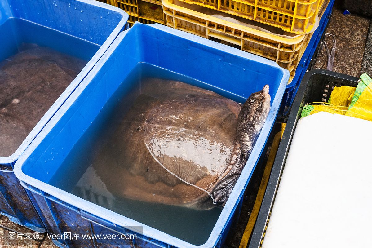 廣州水族批發(fā)市場在哪里有賣魚的