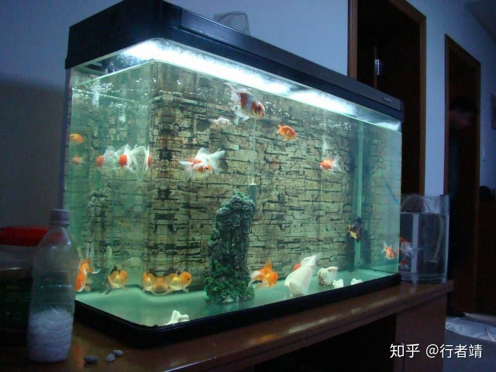 家里多大的魚缸最好：養(yǎng)魚新手養(yǎng)殖魚缸尺寸選擇魚缸尺寸選擇魚缸尺寸選擇因素 魚缸風(fēng)水 第2張