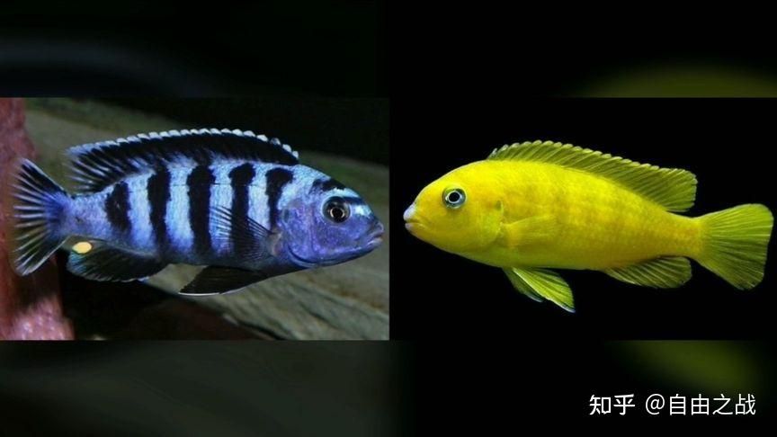 北方的觀賞魚品種：北方觀賞魚品種之紅鯽魚 魚缸風水 第3張