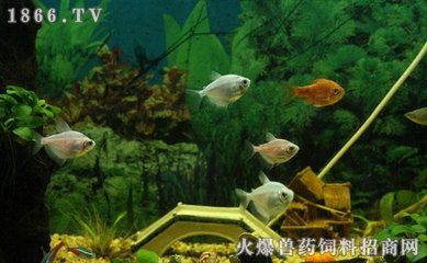 北方的觀賞魚品種：北方觀賞魚品種之紅鯽魚 魚缸風水 第4張