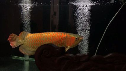 45公分紅龍魚用白燈還是紅燈：45公分紅龍魚用白燈還是紅燈，45公分紅龍魚照明方案 龍魚百科 第1張