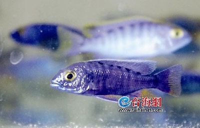 觀賞魚什么品種比較高端 魚缸風水 第1張