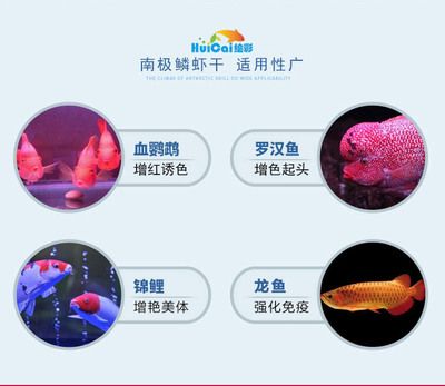 紅龍魚(yú)飼料羅漢魚(yú)能吃嗎：紅龍魚(yú)飼料和羅漢魚(yú)喂食的詳細(xì)信息 龍魚(yú)百科 第3張