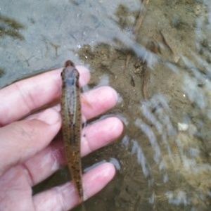 釣龍魚用什么餌料最好：釣龍魚用什么餌料好