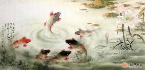 白色錦鯉魚什么寓意：白色錦鯉在中國傳統(tǒng)文化中具有特殊的意義不僅是美麗的觀賞魚