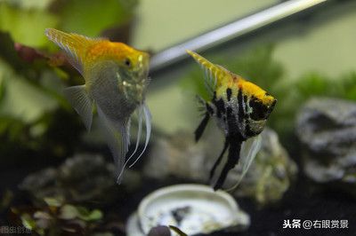 家里面兩個魚缸 好不好：家里擺放兩個魚缸在風(fēng)水學(xué)上并沒有統(tǒng)一的統(tǒng)一的觀點(diǎn) 魚缸風(fēng)水 第2張