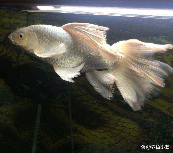 純白色的觀賞魚(yú)有哪些種類(lèi)：白色觀賞魚(yú)的種類(lèi) 魚(yú)缸風(fēng)水 第1張