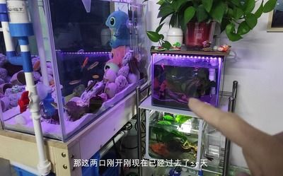 不打孔魚缸底濾原理：不打孔魚缸底濾系統(tǒng)的原理 魚缸百科 第4張