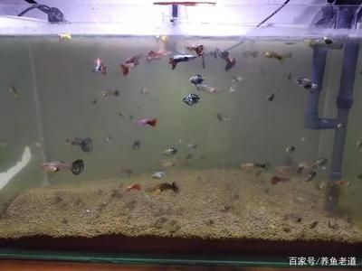 家里的魚缸怎么改善水質(zhì)呢：如何保持魚缸水質(zhì)清澈 魚缸風(fēng)水 第3張