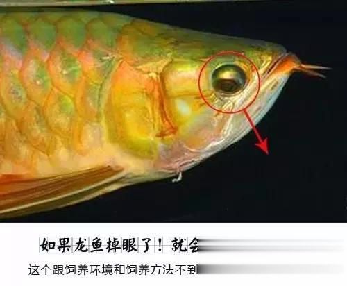 龍魚掉眼原因分析圖表：龍魚為什么會掉眼？ 龍魚百科 第2張