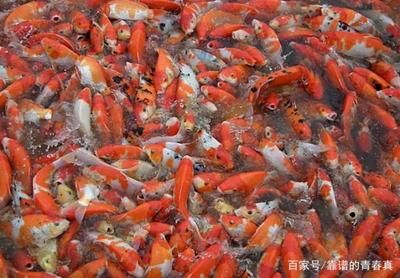 大型魚(yú)缸可以養(yǎng)出大錦鯉嗎：大型魚(yú)缸養(yǎng)殖注意事項(xiàng)錦鯉養(yǎng)殖注意事項(xiàng)錦鯉養(yǎng)殖注意事項(xiàng) 魚(yú)缸百科 第4張