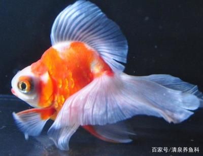 大型魚(yú)缸可以養(yǎng)出大錦鯉嗎：大型魚(yú)缸養(yǎng)殖注意事項(xiàng)錦鯉養(yǎng)殖注意事項(xiàng)錦鯉養(yǎng)殖注意事項(xiàng) 魚(yú)缸百科 第3張