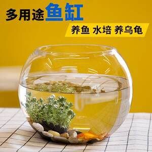 半圓型魚缸適合養(yǎng)什么魚呢：半圓形魚缸適合養(yǎng)什么魚？ 魚缸百科 第1張