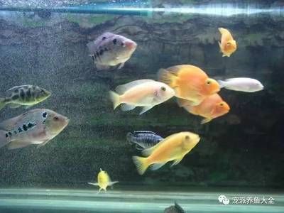 家里面放幾個魚缸比較好養(yǎng)活：家庭養(yǎng)魚缸養(yǎng)幾條魚最好 魚缸風水 第1張