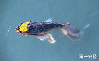 家里的魚缸里應(yīng)該養(yǎng)幾條錦鯉魚：家里養(yǎng)幾條錦鯉魚好？ 魚缸風(fēng)水 第3張