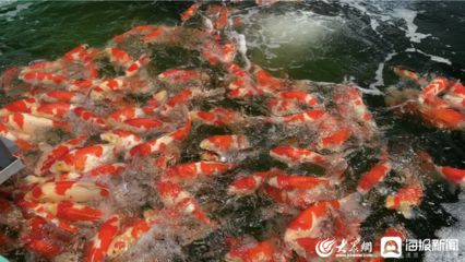 觀賞魚(yú)行業(yè)如何年賺百萬(wàn)元：觀賞魚(yú)養(yǎng)殖技術(shù)入門(mén) 魚(yú)缸風(fēng)水 第4張