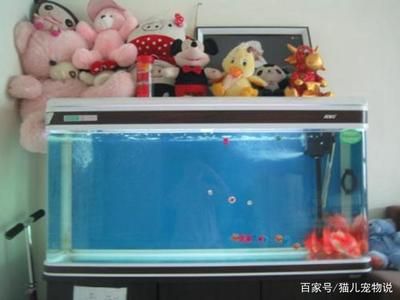 多久給魚缸換水：給魚缸換水的頻率和注意事項(xiàng) 魚缸百科 第3張