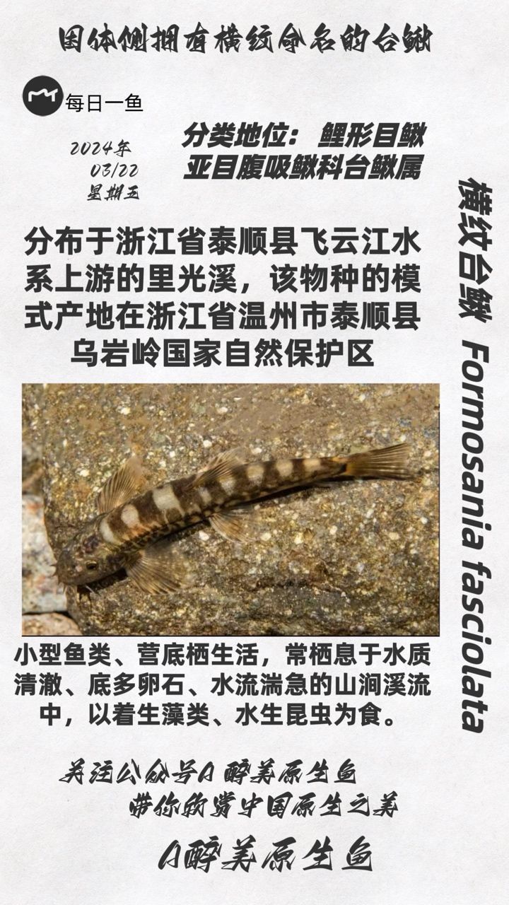 橫紋臺鰍：分布在浙江飛云溪等 觀賞魚論壇