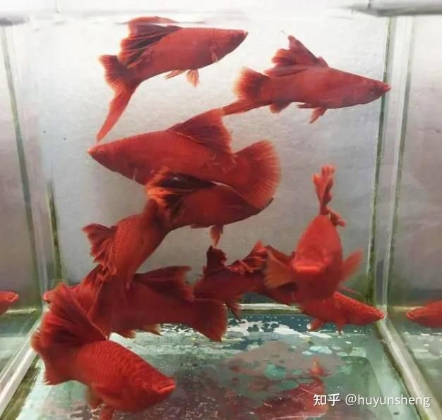 紅色觀賞魚是什么魚類：紅色觀賞魚是一類體色以及繁殖行為紅色的觀賞魚的習性 魚缸風水 第2張