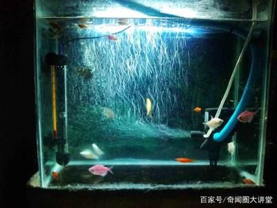 玻璃圓形魚缸養(yǎng)魚幾天喂一次：玻璃圓形魚缸養(yǎng)魚的喂食頻率應(yīng)該如何確定？ 魚缸百科 第1張