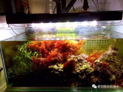 帶循環(huán)水的魚缸多久換一次水比較好：帶循環(huán)水的魚缸一般多久換一次水 魚缸百科 第1張