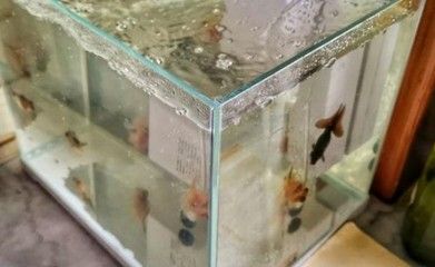 帶循環(huán)水的魚缸多久換一次水比較好：帶循環(huán)水的魚缸一般多久換一次水