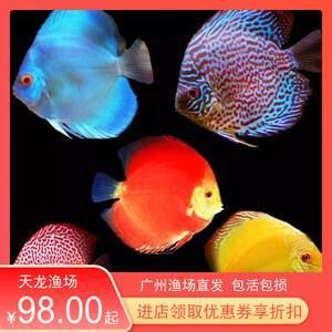 廣州最大的熱帶魚市場(chǎng)在哪里啊多少錢 廣州水族批發(fā)市場(chǎng) 第2張