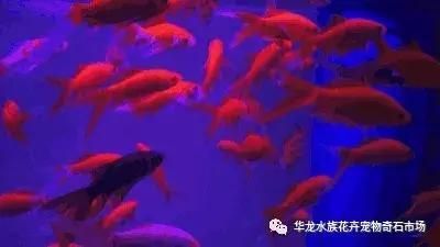 花鳥(niǎo)市場(chǎng)有賣(mài)魚(yú)缸的嗎 廣州水族批發(fā)市場(chǎng) 第3張