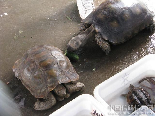 芳村花鳥蟲魚市場在哪里有賣：廣州芳村花鳥蟲魚市場已經(jīng)搬遷至新的地址 廣州水族批發(fā)市場 第1張