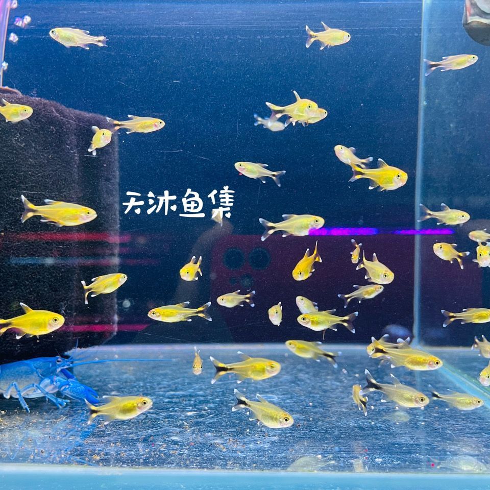 寵物觀賞魚迷你：迷你鸚鵡魚怎么養(yǎng)？ 廣州水族批發(fā)市場 第1張