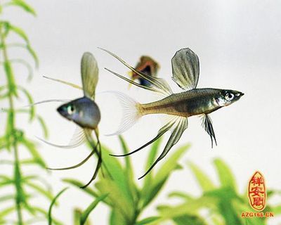 家里弄魚缸養(yǎng)魚要看風(fēng)水嗎：五行學(xué)說養(yǎng)魚風(fēng)水學(xué)與養(yǎng)魚風(fēng)水的關(guān)系，風(fēng)水學(xué)的原則 魚缸風(fēng)水 第2張