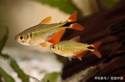 廣州最大的熱帶魚市場在哪里啊視頻：廣州最大的熱帶魚市場