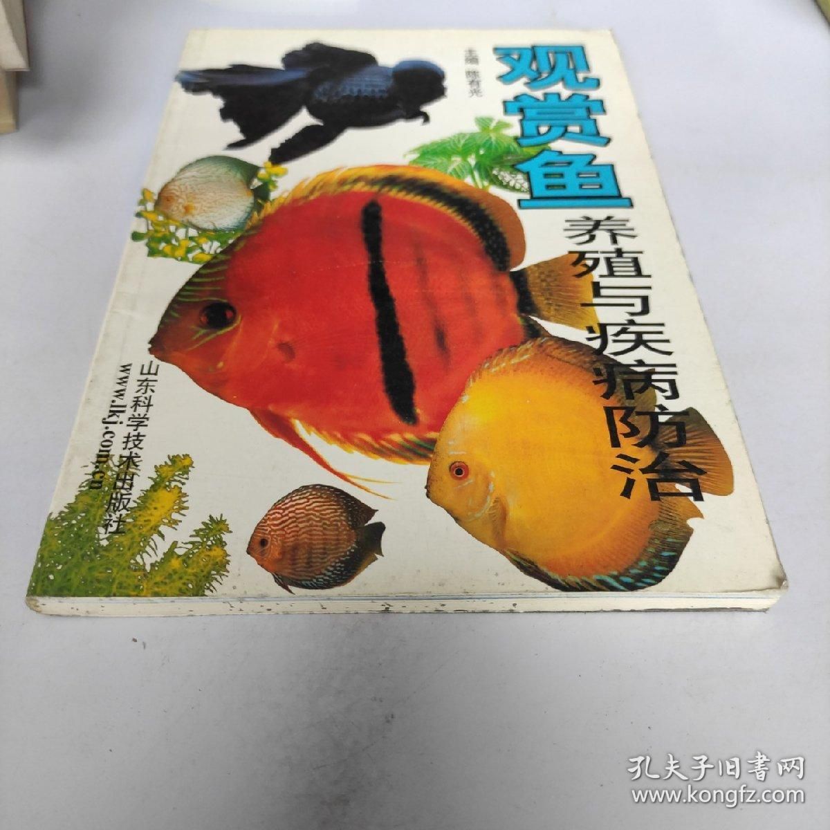 存活率高的觀賞魚(yú)：觀賞魚(yú)養(yǎng)殖前景分析