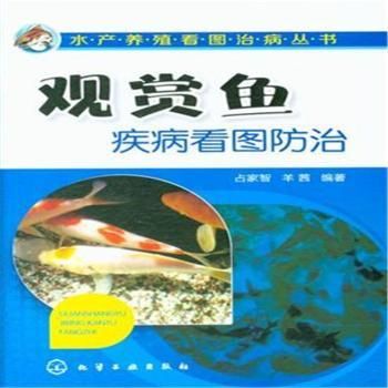 存活率高的觀賞魚(yú)：觀賞魚(yú)養(yǎng)殖前景分析