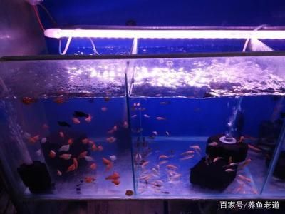 家里弄個(gè)魚缸養(yǎng)魚好嗎：養(yǎng)魚缸養(yǎng)魚需要注意一些風(fēng)水禁忌和風(fēng)水禁忌和風(fēng)水禁忌 魚缸風(fēng)水 第2張