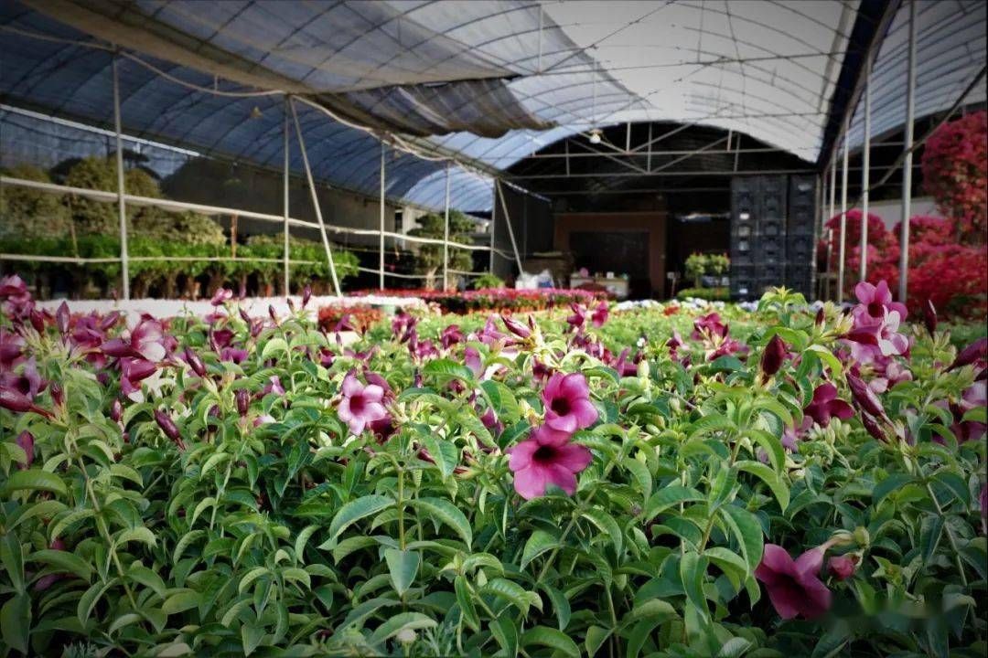 廣州芳村花卉批發(fā)：廣州嶺南花卉市場 廣州水族批發(fā)市場 第4張