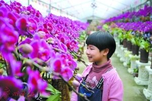 廣州芳村花卉批發(fā)：廣州嶺南花卉市場 廣州水族批發(fā)市場 第3張