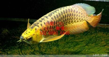 龍魚性情怎么樣好養(yǎng)嗎：龍魚在混養(yǎng)時需要注意以下幾個方面