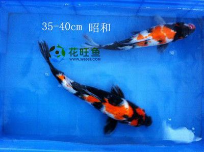 觀賞魚描寫：觀賞魚養(yǎng)殖手冊 魚缸風(fēng)水 第1張