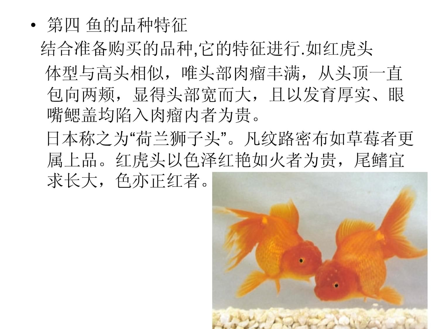 觀賞魚描寫：觀賞魚養(yǎng)殖手冊 魚缸風水 第4張