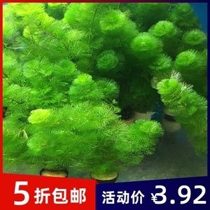 淡水魚缸養(yǎng)什么草最好養(yǎng)：淡水魚缸養(yǎng)殖技巧 魚缸風(fēng)水 第1張