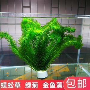 淡水魚缸養(yǎng)什么草最好養(yǎng)：淡水魚缸養(yǎng)殖技巧 魚缸風(fēng)水 第2張