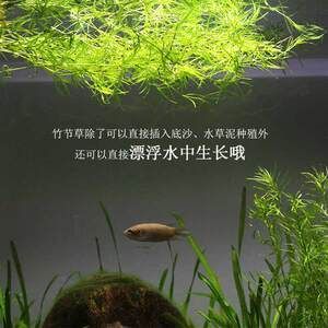 淡水魚缸養(yǎng)什么草最好養(yǎng)：淡水魚缸養(yǎng)殖技巧 魚缸風(fēng)水 第3張