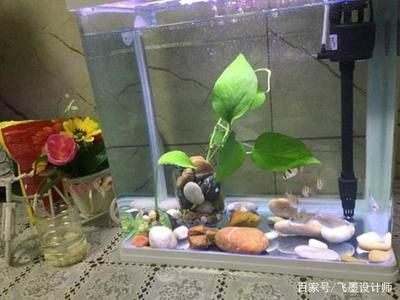 剛買的魚缸可以直接放魚嗎：養(yǎng)魚新手入門指南 魚缸風(fēng)水 第2張