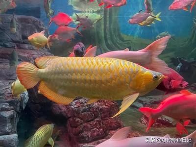 花龍魚(yú)是什么海鮮類型：花龍魚(yú)是一種珍貴的海鮮資源，具有很高的營(yíng)養(yǎng)價(jià)值，經(jīng)濟(jì)價(jià)值