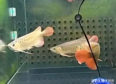 如何防止龍魚撞缸的方法：如何防止龍魚撞缸 龍魚百科 第3張